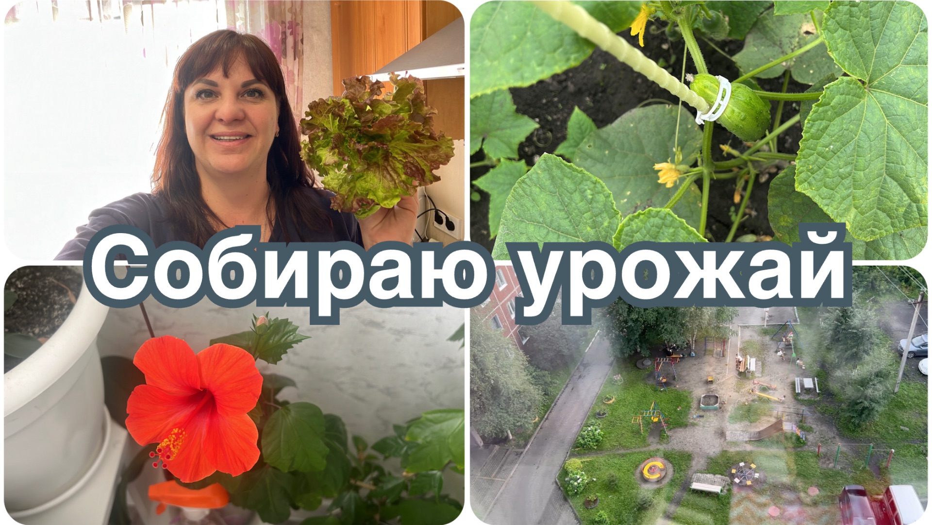 Купила костюм на свадьбу. Собираю урожай. Покупки Чижик. смотреть онлайн