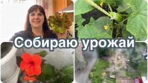 Купила костюм на свадьбу. Собираю урожай. Покупки Чижик.