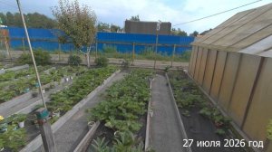 Собрала ОГРОМНЕЙШИЙ урожай ягод. Хроника 27 июля 2026 год