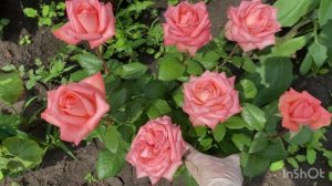 Пока непогода всё не испортила🫣🌹🌸🌺
