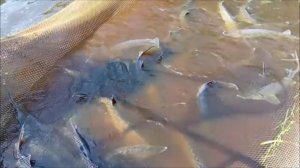 Зарыбление осетром нижнего водоёма 100 кг. Клёвое место, Лосиный остров.
