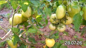 ТОМАТЫ НА МОЁМ УЧАСТКЕ 🍅