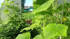 Такого УРОЖАЯ и не Ждали  ✅  Очень довольны ✅ Результатом