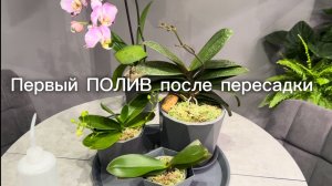ПОЛИВ 💦 пересаженных ОрХиДеЙ ✅ #орхидеи