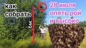 Рой пчёл привился высоко, что делать, как снять? Пчеловодство Владимирской области.