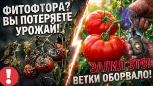МЯСИСТЫЕ ТОМАТЫ БЕЗ ФИТОФТОРЫ: Единственная подкормка в АВГУСТЕ, кусты трещат от урожая
