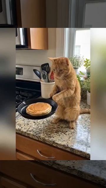 КотоИИшик - Какое ИИ, ни когда не слышал.