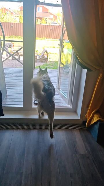 Короткое пёсключение