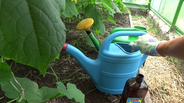 Тревожный чемоданчик (удобрения и подкормки).