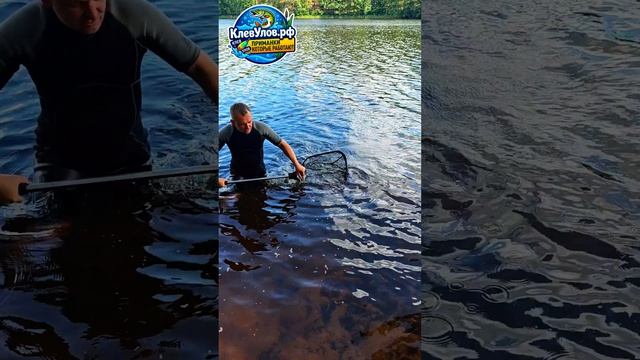 Обзор подсака Shimano Yasei Medium #КлевУлов