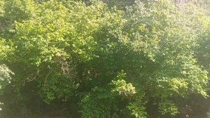 Медовые водопады после дождей