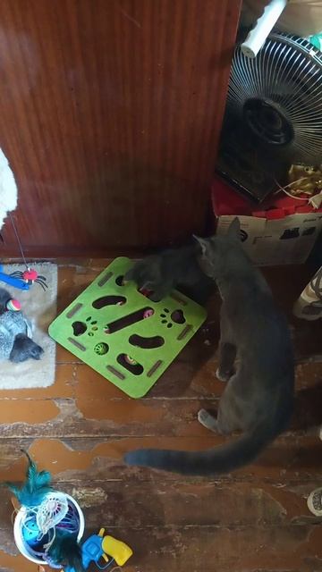 Кот Фантомас играет, а кот Атос пытается его умыть! #shorts #котфантомас #котатос #коты #животные