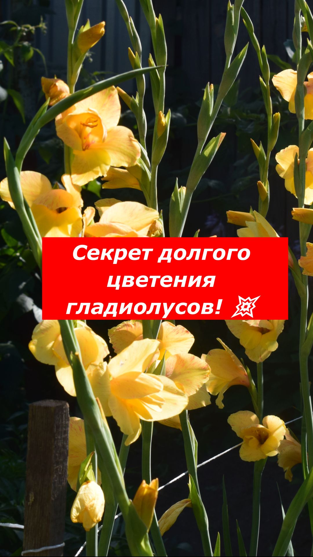 Гладиолусы быстро отцветут? Сделай это! 🛑
