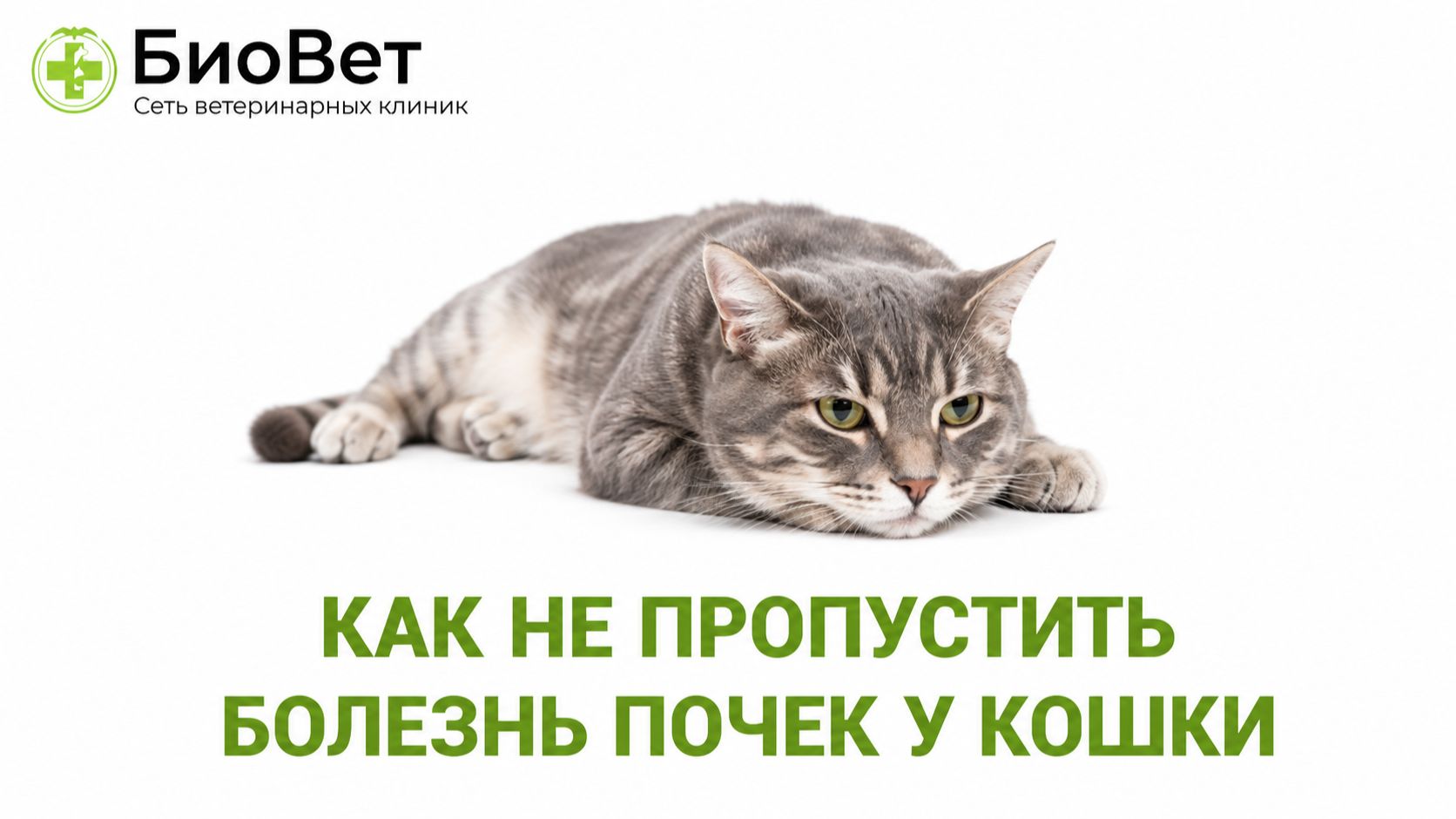 Как не пропустить болезнь почек у кошки