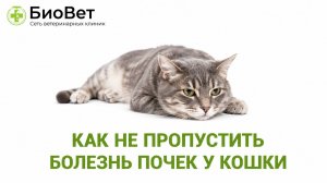 Как не пропустить болезнь почек у кошки