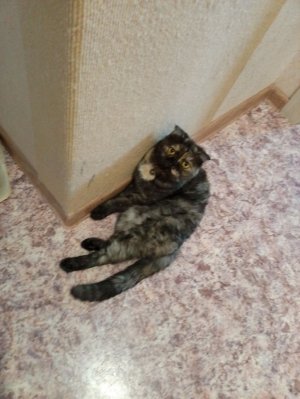 всем приветики