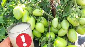 СРОЧНО дайте В АВГУСТЕ Томатам, Огурцам, Перцу, сразу обильно заплодоносят и дадут море урожая!
