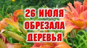 26 июля. Обрезка плодовых деревьев и винограда