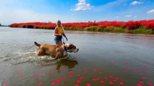 Рената life. Погуляли с собакой 🐕 по реке в жару. Приготовила шаурму с курицей по домашнему рецепту