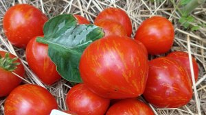 ТОМАТЫ! ЭТИ СОРТА САМЫЕ ВКУСНЫЕ!