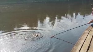 Утренние поимки карпа. Клёвое место, Лосиный остров, верхний водоём.