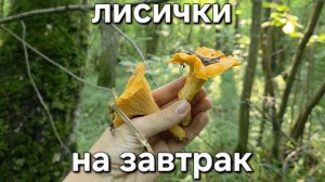 Грибы в Подмосковье. Лисички на завтрак