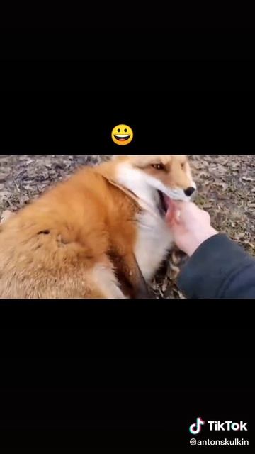 лисички хохотушки 🥰 видео не моё