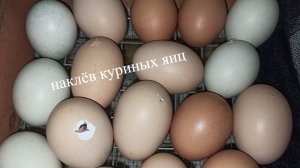 Наклев куриных яиц раньше времени 28/07/26 #инкубация_куриных_яиц #мари_мистик