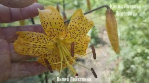 Город 20-26 июля 2026. Лилия Лейхтлина, земляника, лаванда на 12 линии и на лоджии