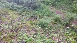 Сходила за грибами. Набрала корзину лисичек.