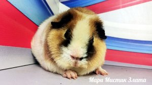 #Мари_Мистик Злата, Илья и Маруся #морские_свинки #американский_Тедди