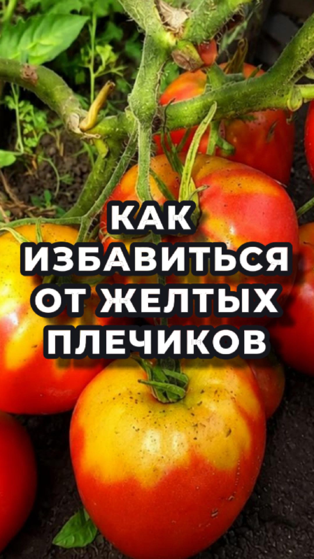 Как одним препаратом решить 3 задачи? 🍅