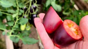 Дерзкий баклажан 🍅