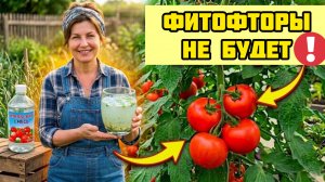 Главная защита ТОМАТОВ В ИЮЛЕ! Без нее ФИТОФТОРА съест урожай за неделю!