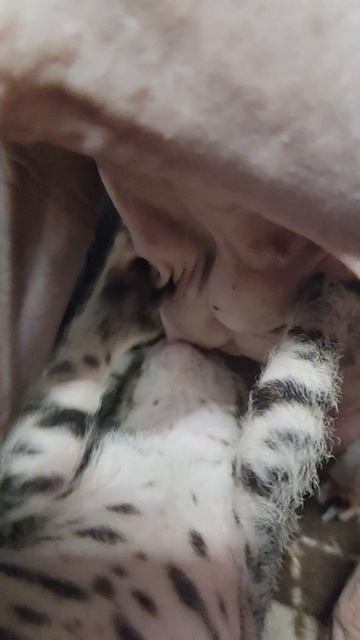 Кайфуем 🐈 Getting High