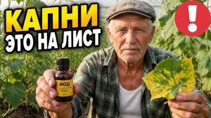 Эту ТАБЛЕТКУ знали в каждом советском огороде! Спасаем огурцы от пожелтения и болезней в июле