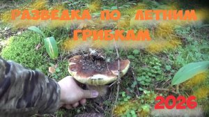 Разведка по летним грибкам 2026...