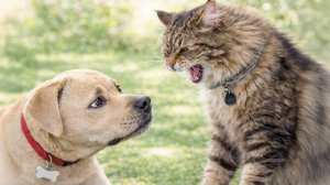 Постарайся Не Смеяться!  Когда кошки Понимают, Что Собаки - Это Просто Большие Дети