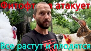 У животных все хорошо, а вот на огороде засада. Начал закапывать трубу.