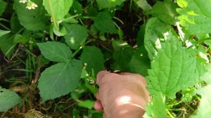 Сажали жёлтую черешню, выросла красная.🍒