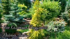 Моя Коллекция Пендульных Хвойных🔥Часть I Обзор🌲28.07.26 #сад #хвойные #garden #дача