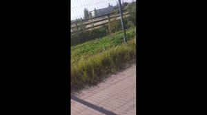 ЛОШАДИ ,ЛЕН.ОБЛАСТЬ 270726