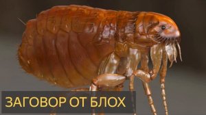 Заговор от блох (Мистическая история, деревня, иголка, солдаты)