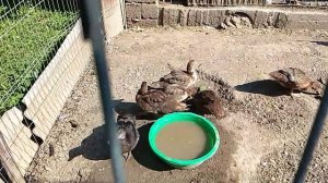 индоутки и куры