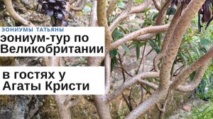 244. Эониум-тур по Великобритании. Поместье Агаты Кристи Грин Вэй