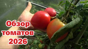 Обзор томатов-2026. Часть 4