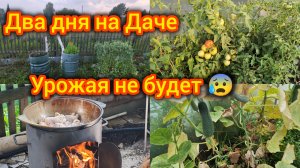 Два дня на Даче. Урожая не будет. Все пропало.