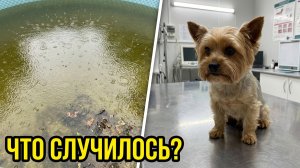 Поездка в клинику / Пришлось отложить запуск бассейна