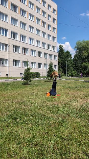 Малинуа Гроза, Спортивный Метис Прима - показательные