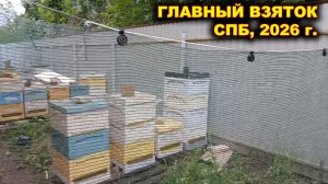 Главный Взяток, Санкт - Петербург, 2026 г.